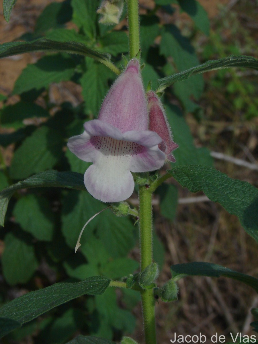 Sesamum radiatum Thonn. ex Hornem.